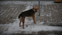 В Астрахани бродячие собаки покусали девочку