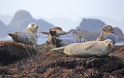 В Каспийском море погибло более двух тысяч тюленей
