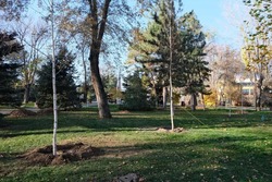 В этом году в Астрахани высадили 2000 деревьев