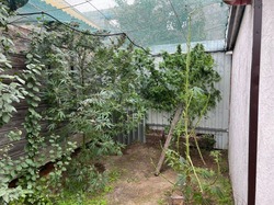 Астраханский наркодилер выращивал каннабис в теплице