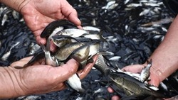 В Астраханской области в Волгу выпустили около 10 тысяч мальков сазана