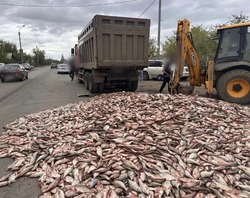  На астраханской дороге образовался «рыбный» затор 