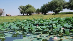 В Астраханской области зацвело краснокнижное растение