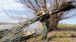 В Астраханском заповеднике восстанавливают ивовые леса