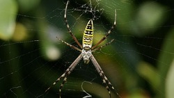 На Ставрополье увеличилась популяция паука-осы