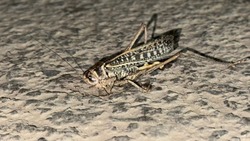 Астраханский минсельхоз рассказал о зимующей саранче