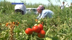 Итоги 2022 года: астраханцы ставят рекорды по сбору урожая и выращивают необычные культуры