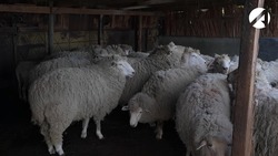 В Астраханской области выявили очаг оспы овец и коз