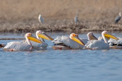 В Астраханском заповеднике заметили стаю розовых пеликанов