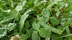 Астраханскую область ожидают затяжные ливни с грозой и сильным ветром