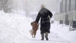 Чем опасны для собак зимние прогулки