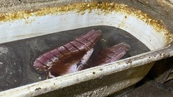 В Астрахани изъяли шесть с половиной тонн немаркированной рыбной продукции