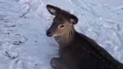 В Саратовской области спасли оленя из ледяной ловушки